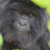  Gorilla (Congo)